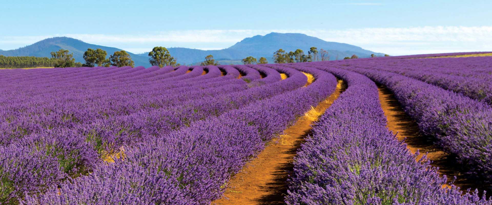 Rows and rows of lavender in full flower