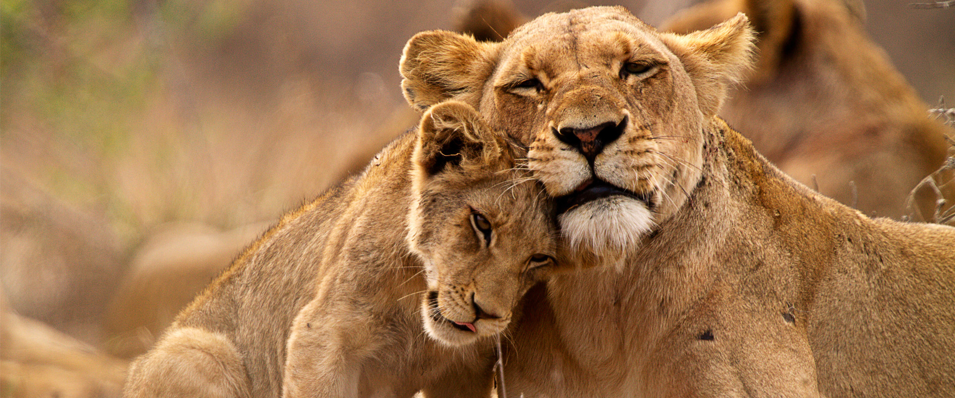 Lioness and cub nuzzling in with each other