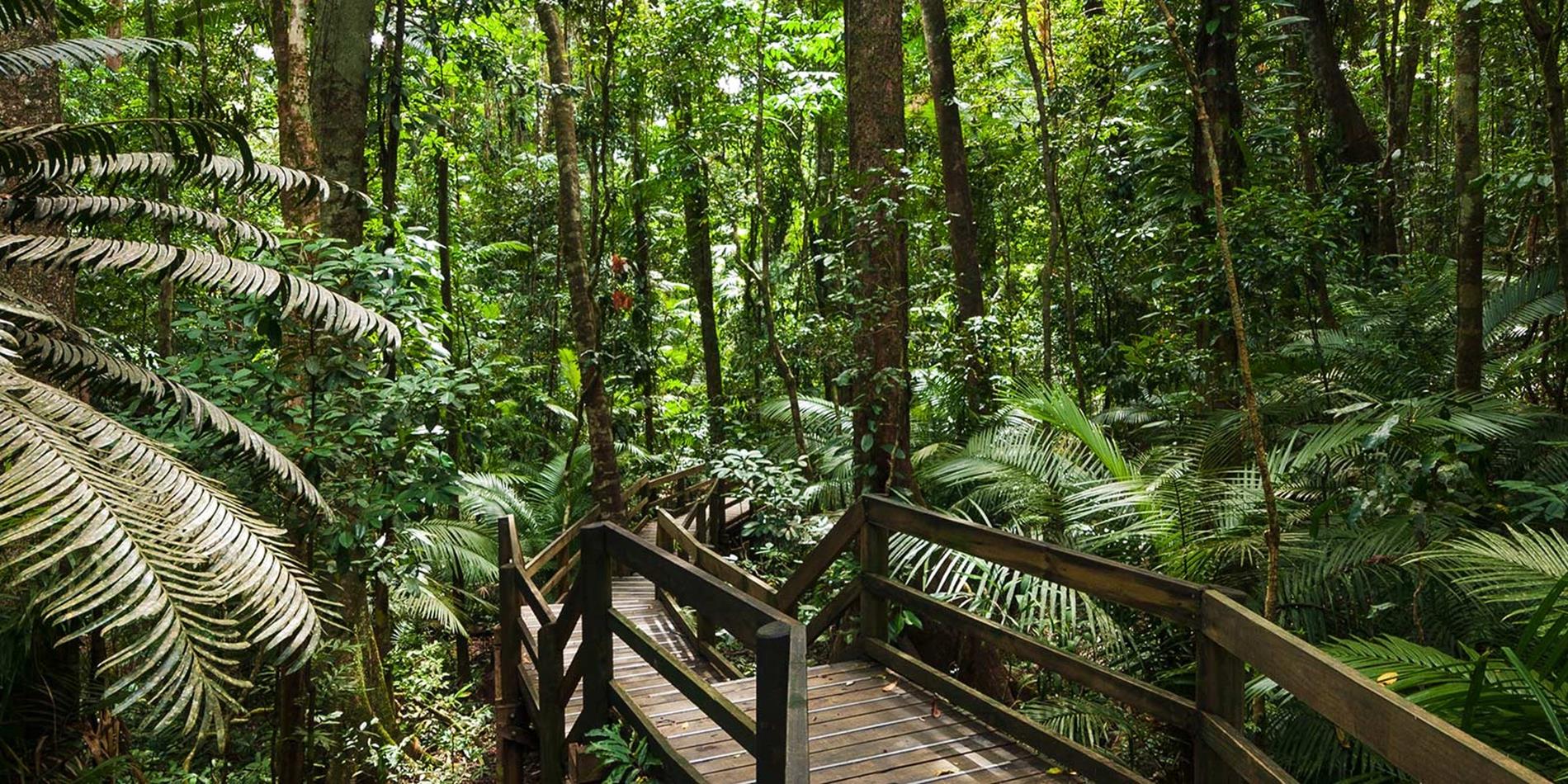 Daintree rainforest boardwalk, Queensland