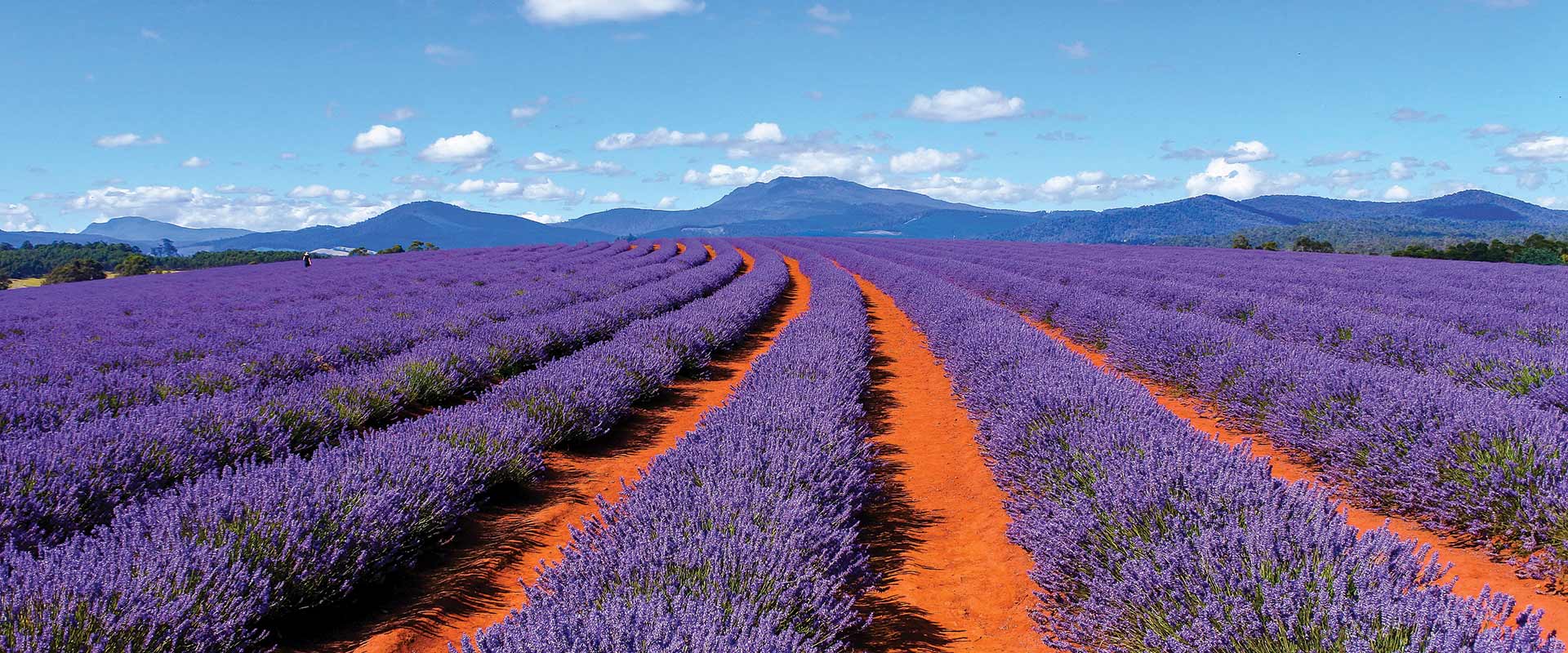 Bridestowe Lavender Farm in Tasmania