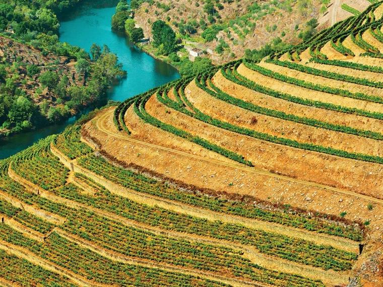 Vineyards aside the Douro River, Portugal