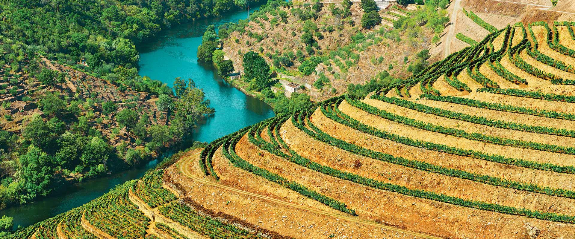 Rows of trees on sunlit hills with river in background, Portugal