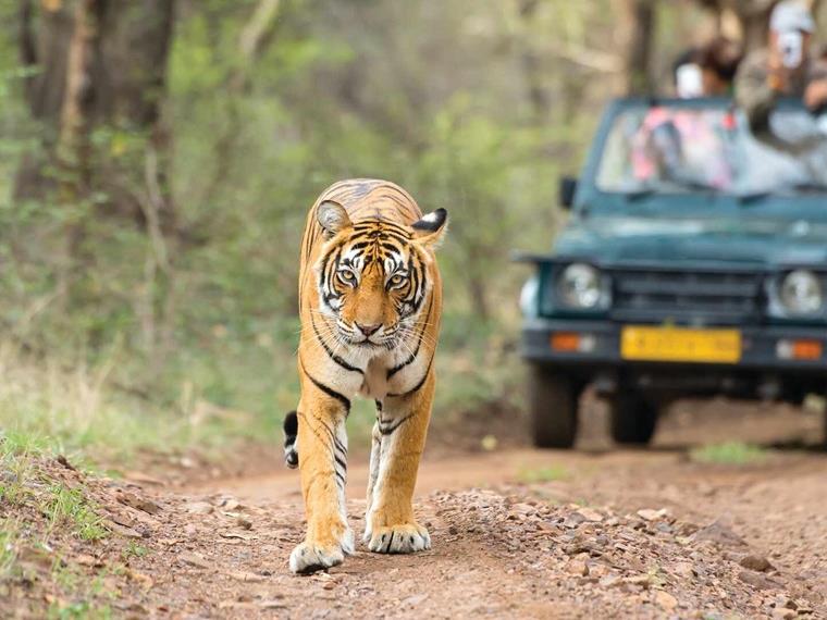 View of royal bengal tiger on ranthambore national park tiger safari, India