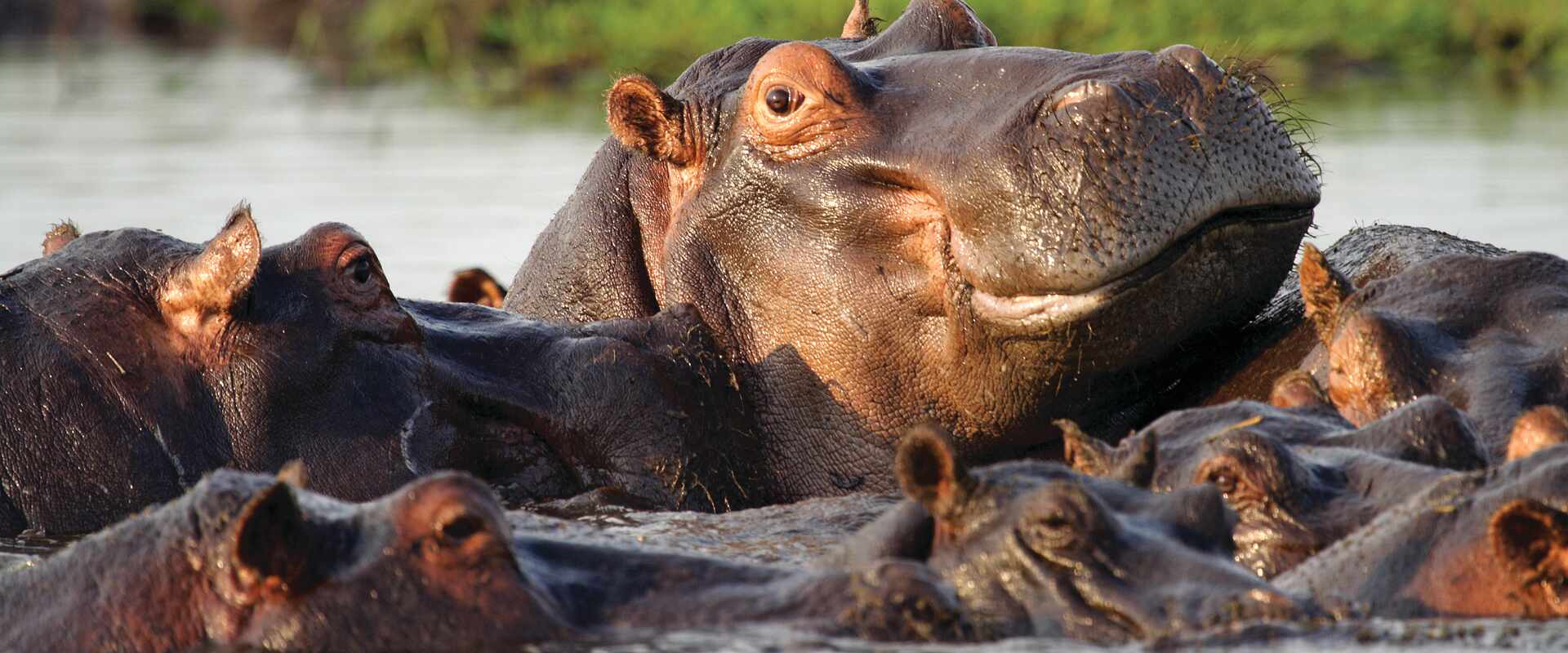 A group of hippos in the water