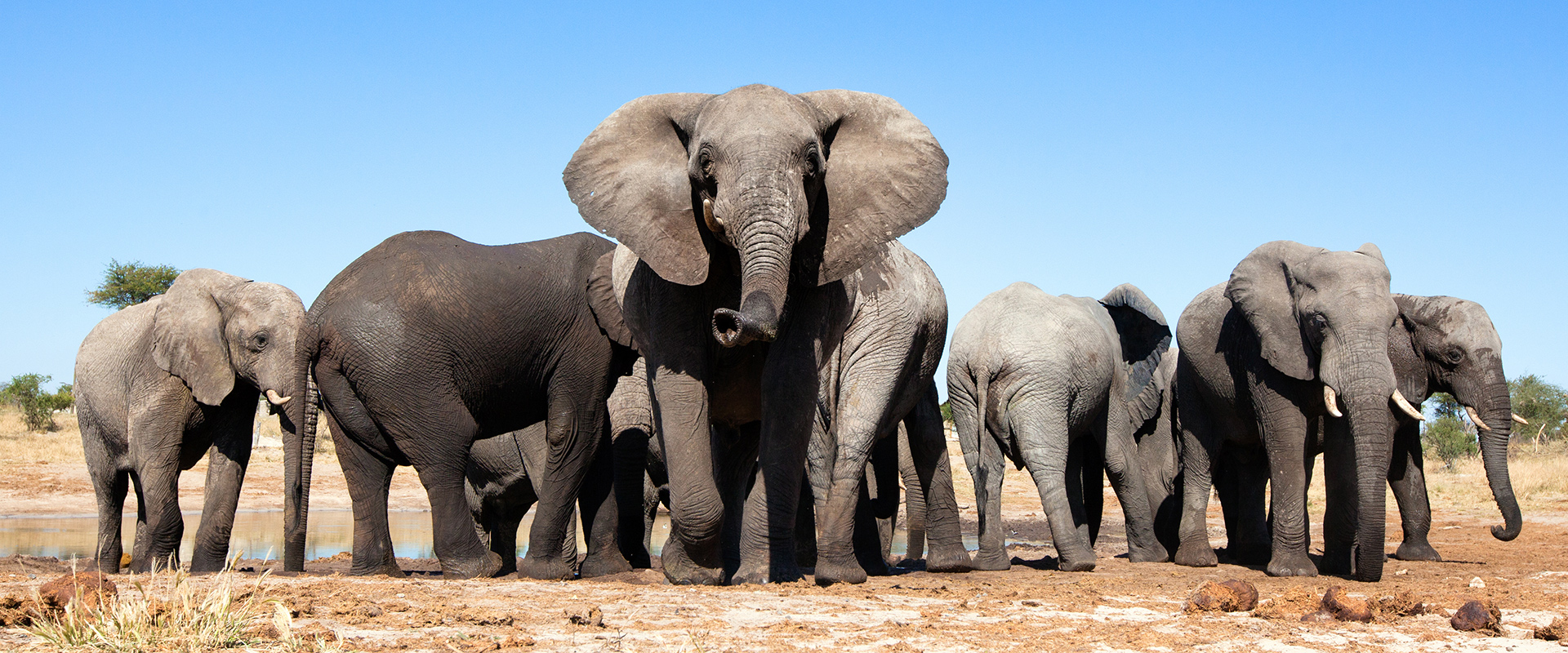 Chobe National Park, group of elephants in the sun