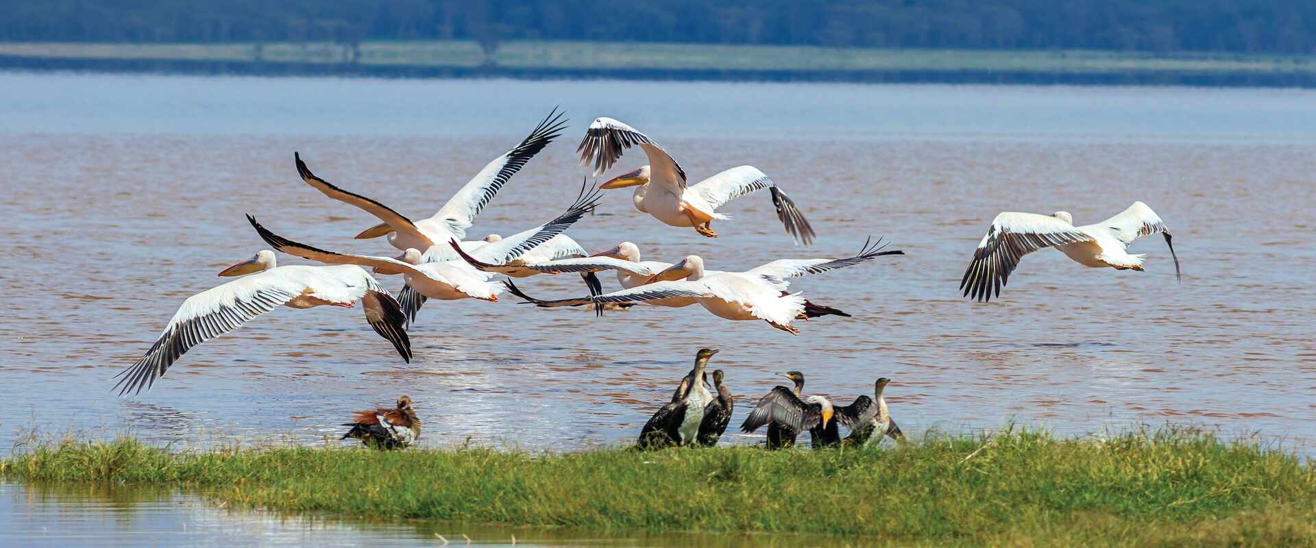 View of birds above lake at Nakuru national park, kenya