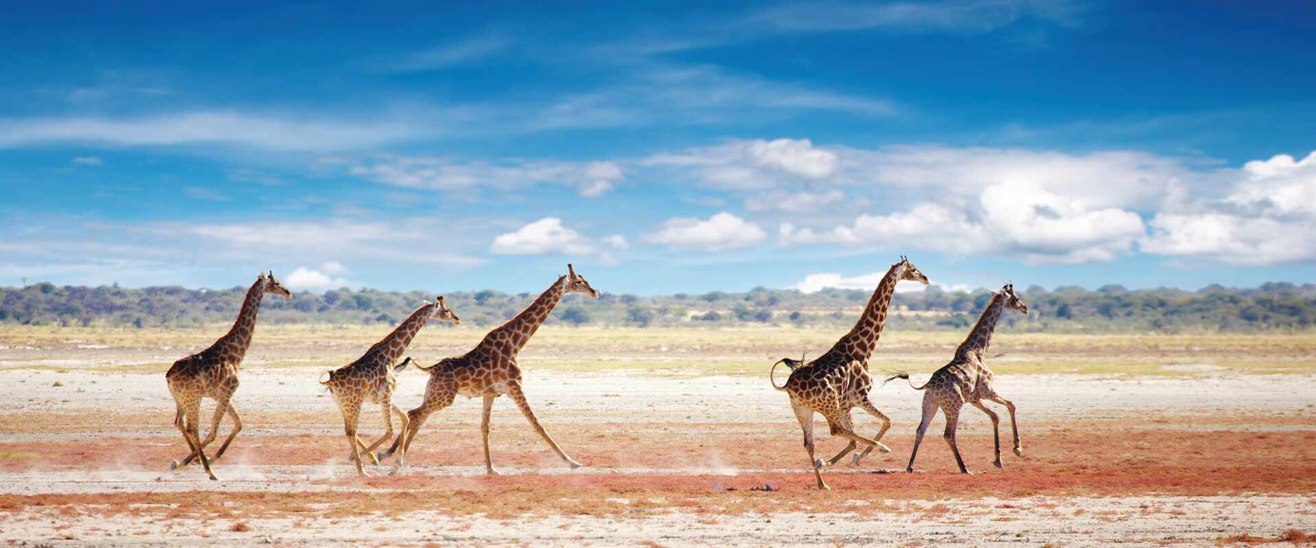 Giraffes running in estonia national park, Namibia