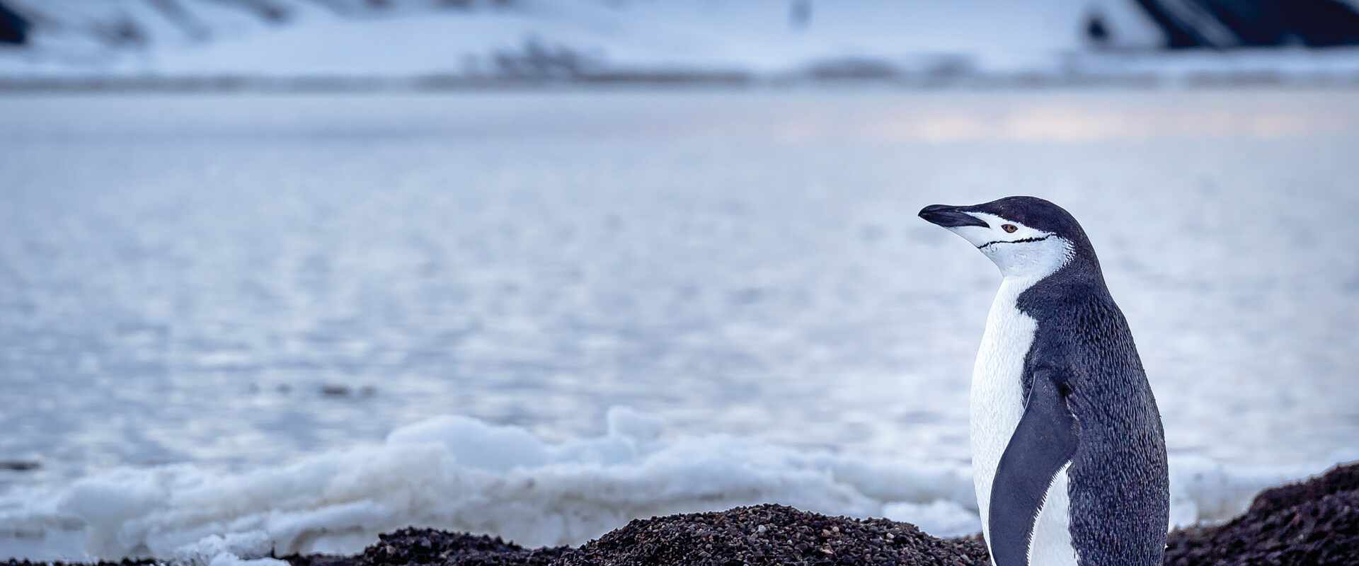 View of chinstrap penguin at deception island, antarctica