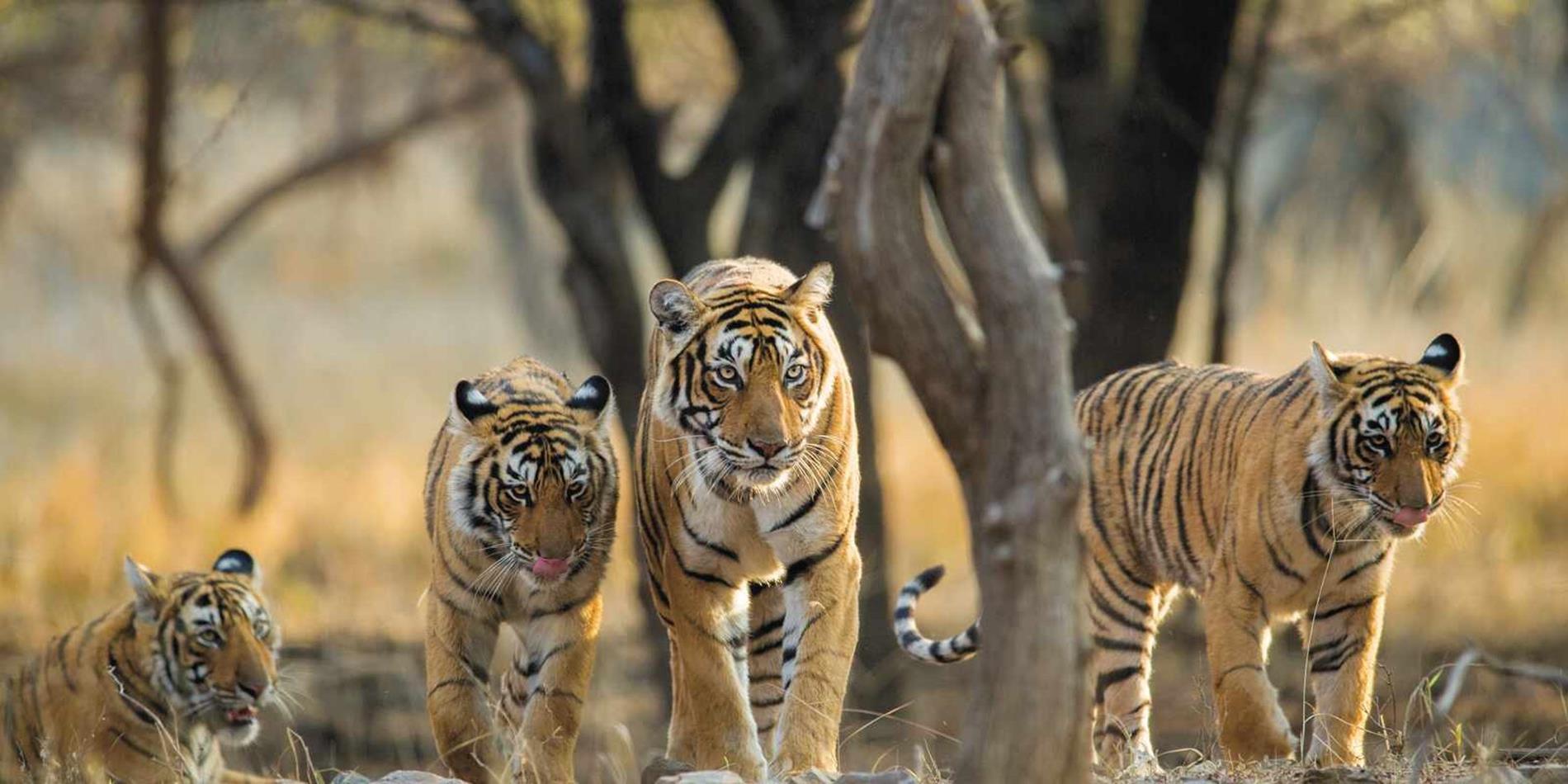 Four tigers walking through the plains