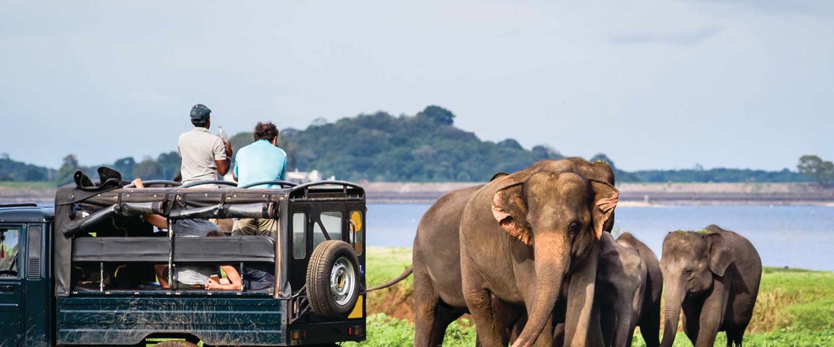 View of elephants and guests at Minneriya National Park, Sri Lanka