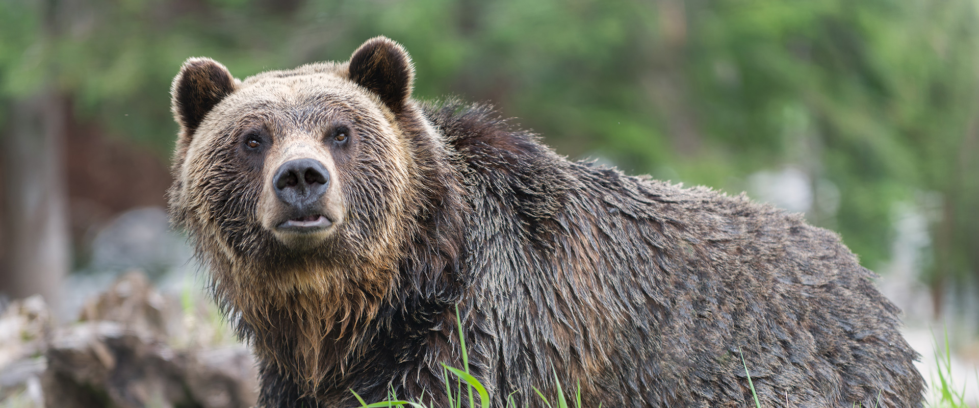 Single large wet grizzly bear in the forest