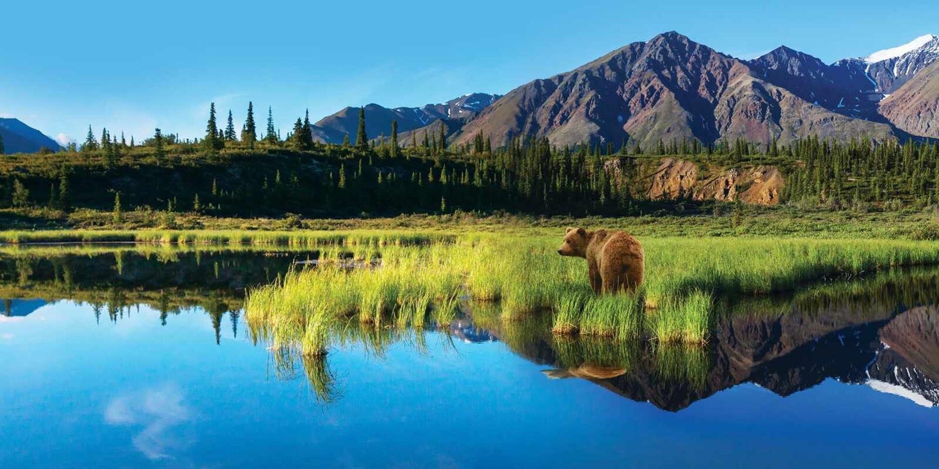 brown bear facing away standing on grass at edge of lake, mountains in background