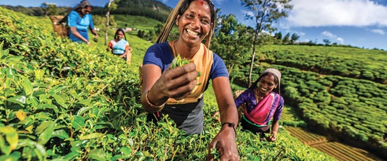 View of Tea Plantation Pickers in Sri Lanka