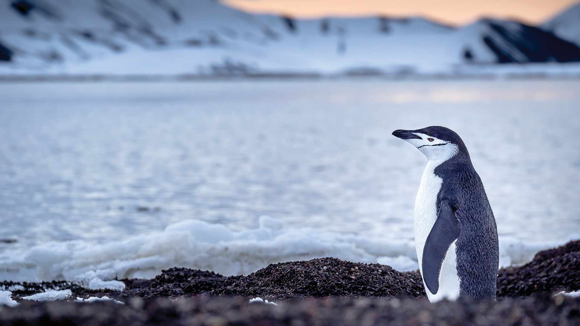 Chinstrap penguin on Deception Island in Antarctica