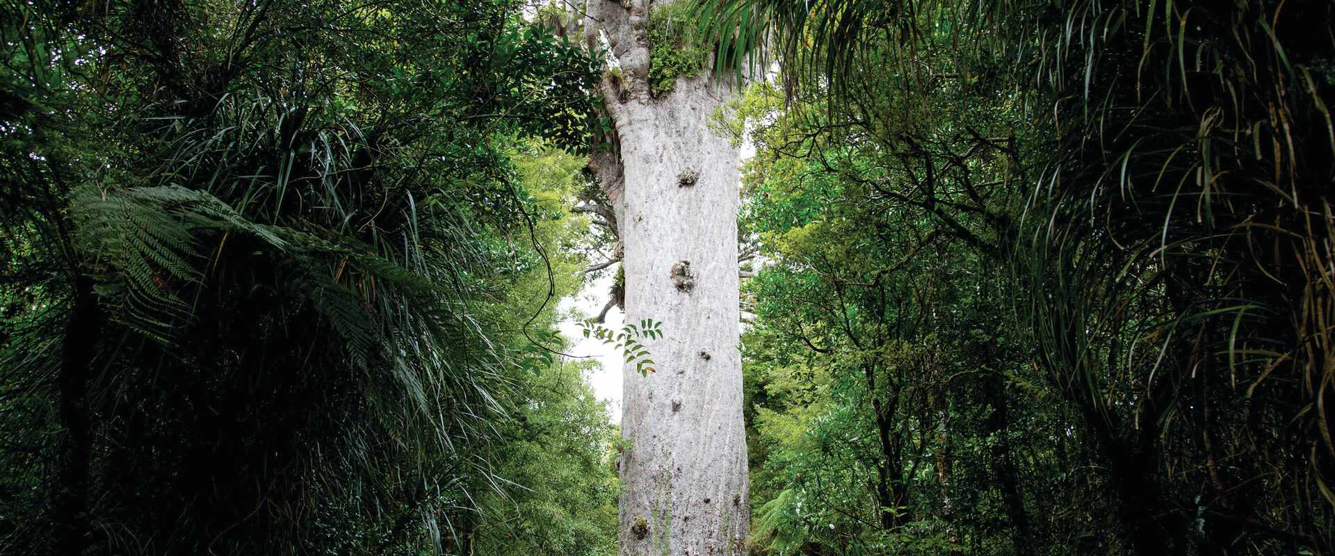 kauri tree waipoua forest north island, new zealand