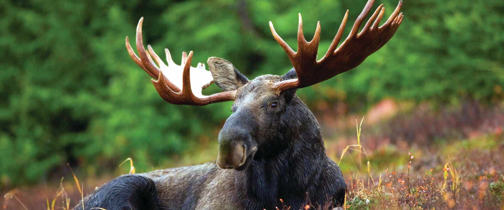 Mature moose with large antlers sitting amongst the autumn foliage