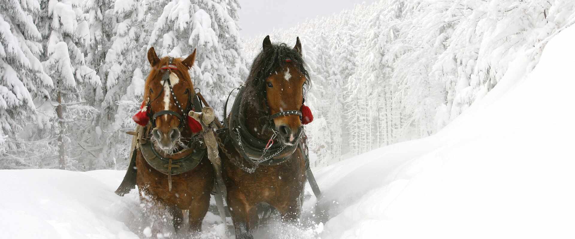horse and sleigh generic image winter snow 12-5