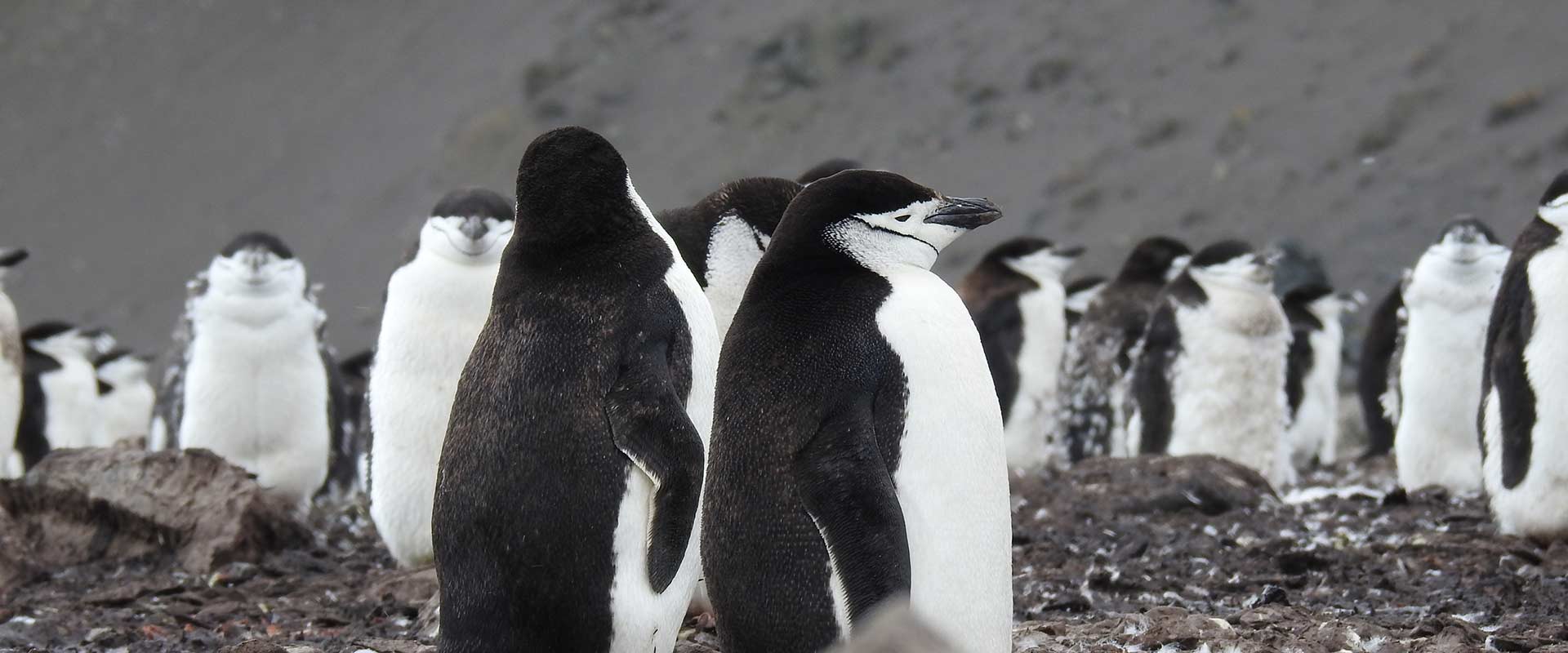 Group of pengiuns standing together on land, Antarctica