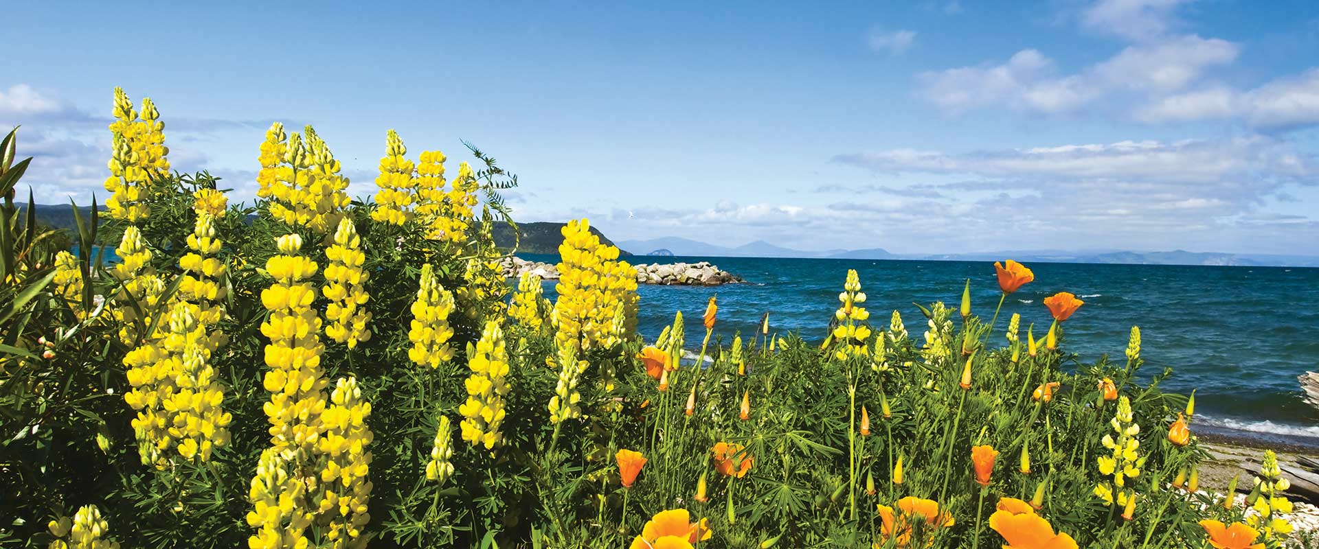 Closeup of yellow lupin flowers growing near the coast of New Zealand