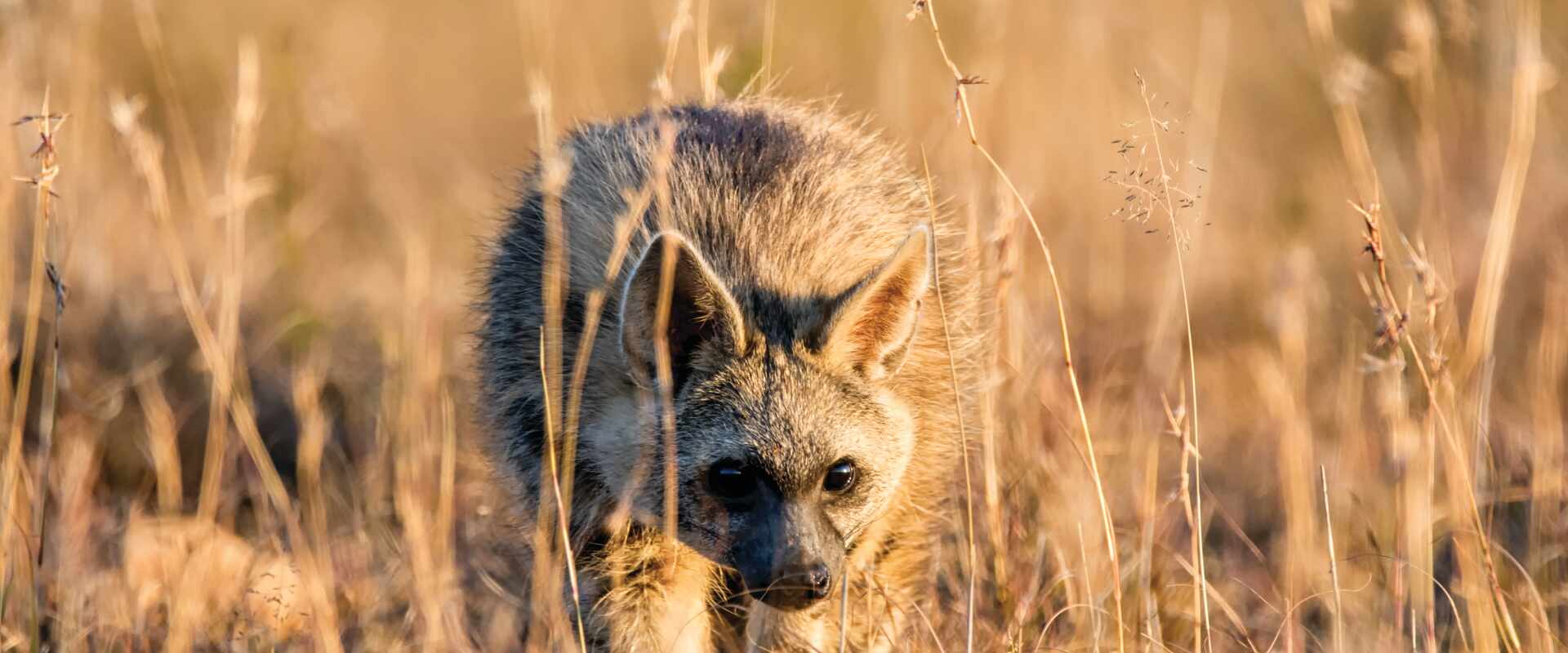 Image of Aardwolf through African bush, fauna in Africa