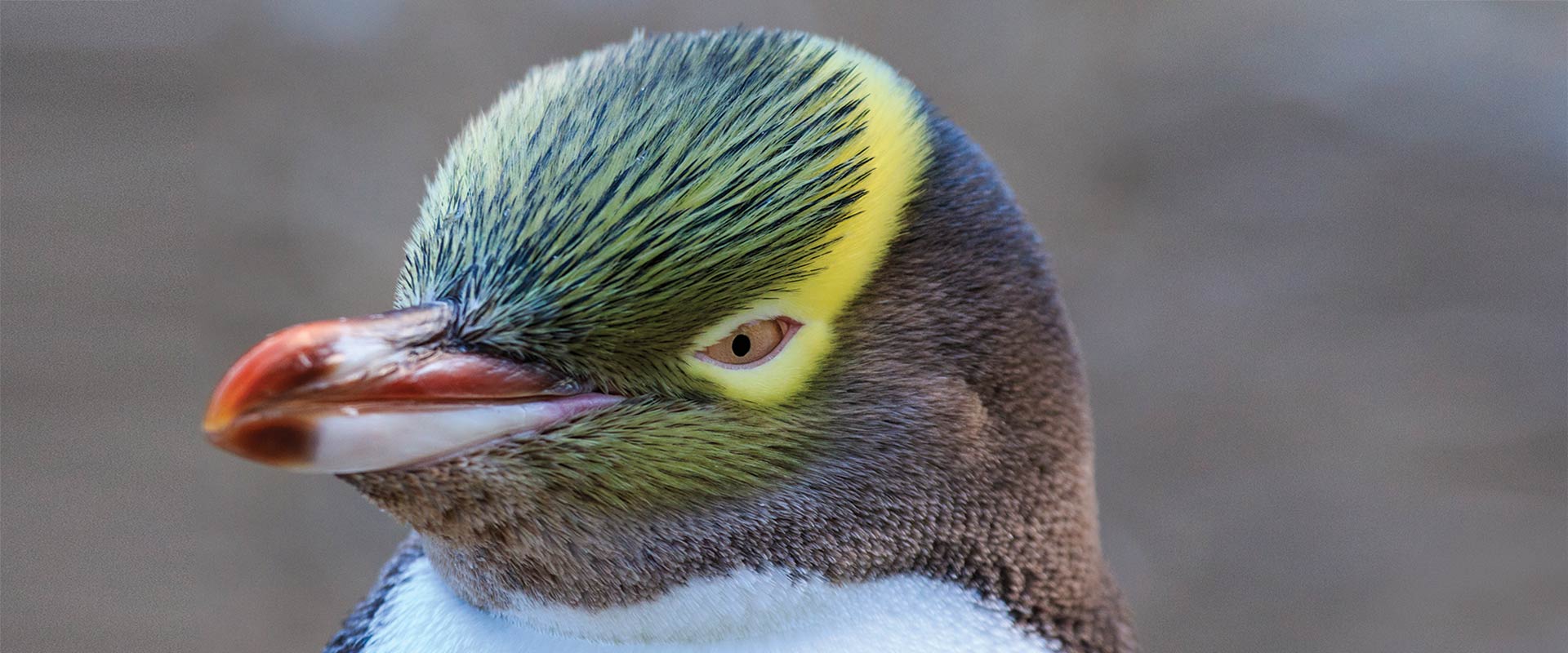 Close up of a yellow eyed penguin