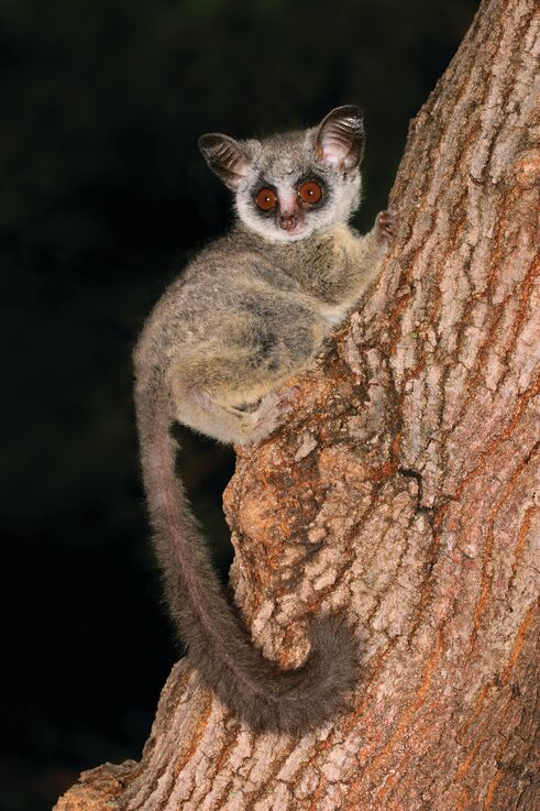 Image of bushbaby in African bush at night, fauna in Africa