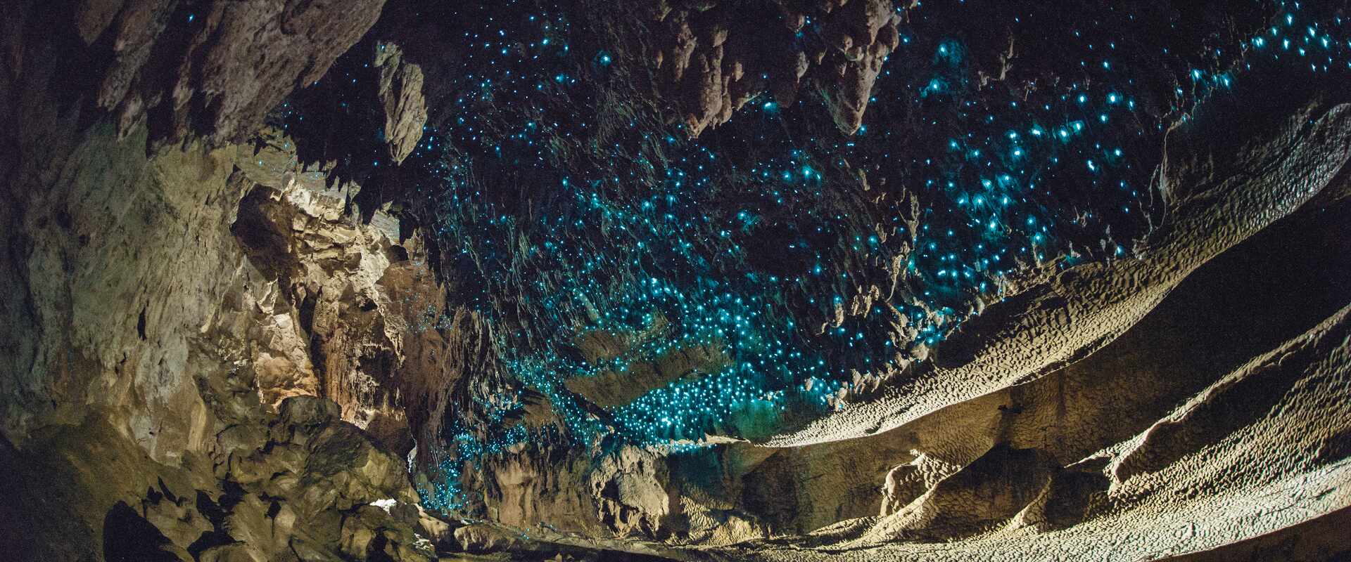 Luminescent glow worms in the Waitomo cave, New Zealand