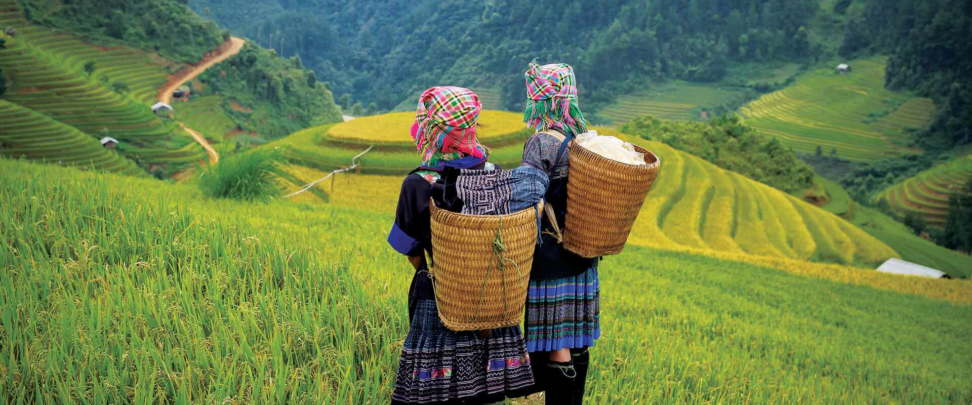 panorama hill tribe rice fields sapa, vietnam