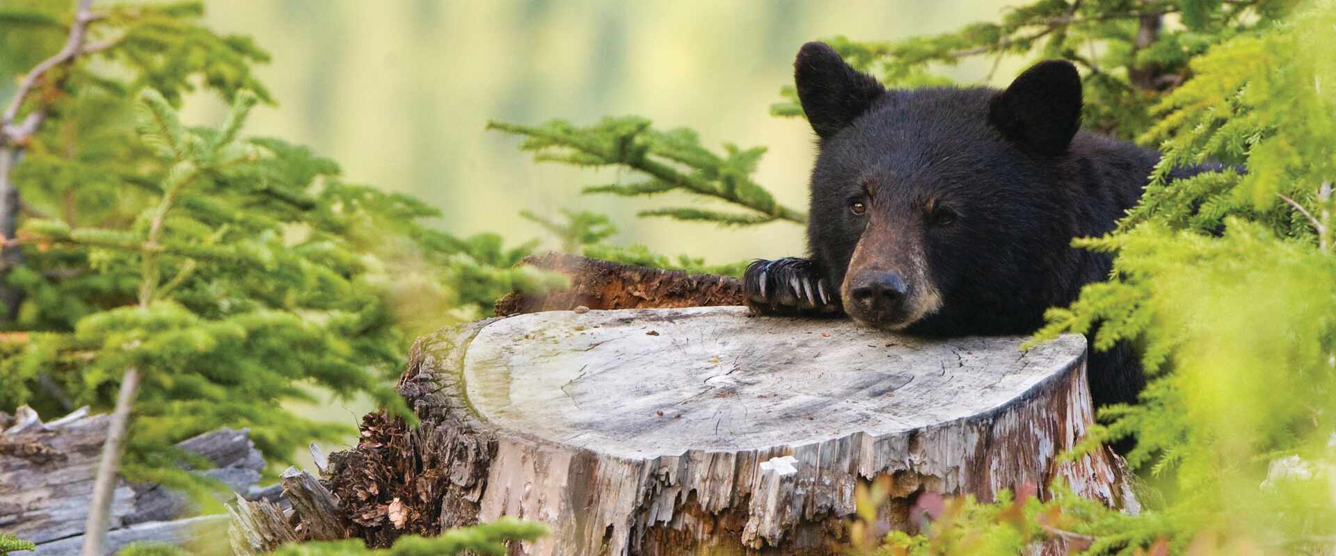 Image of Black bear in the wild forest, Canada