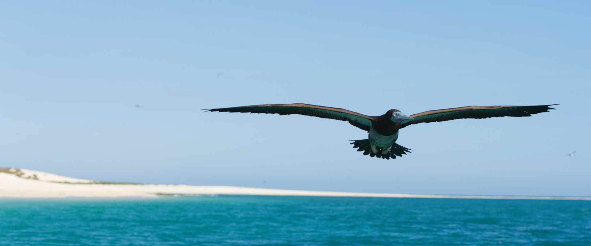 View of brown footed boobie over Lacepede Island, Kimberley