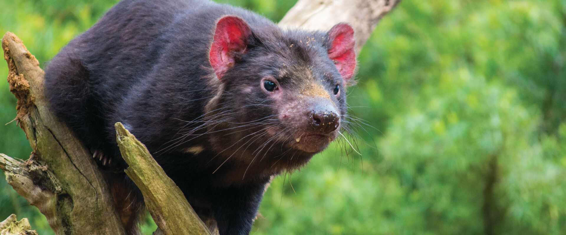 A close-up shot of a Tasmanian devil sitting in a tree