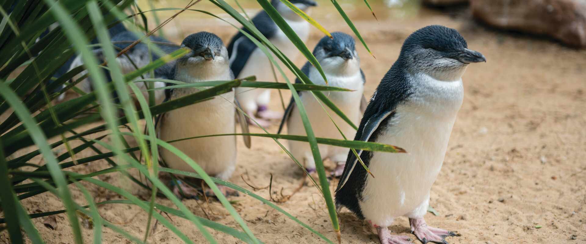 Image of Little Penguins walking along shore