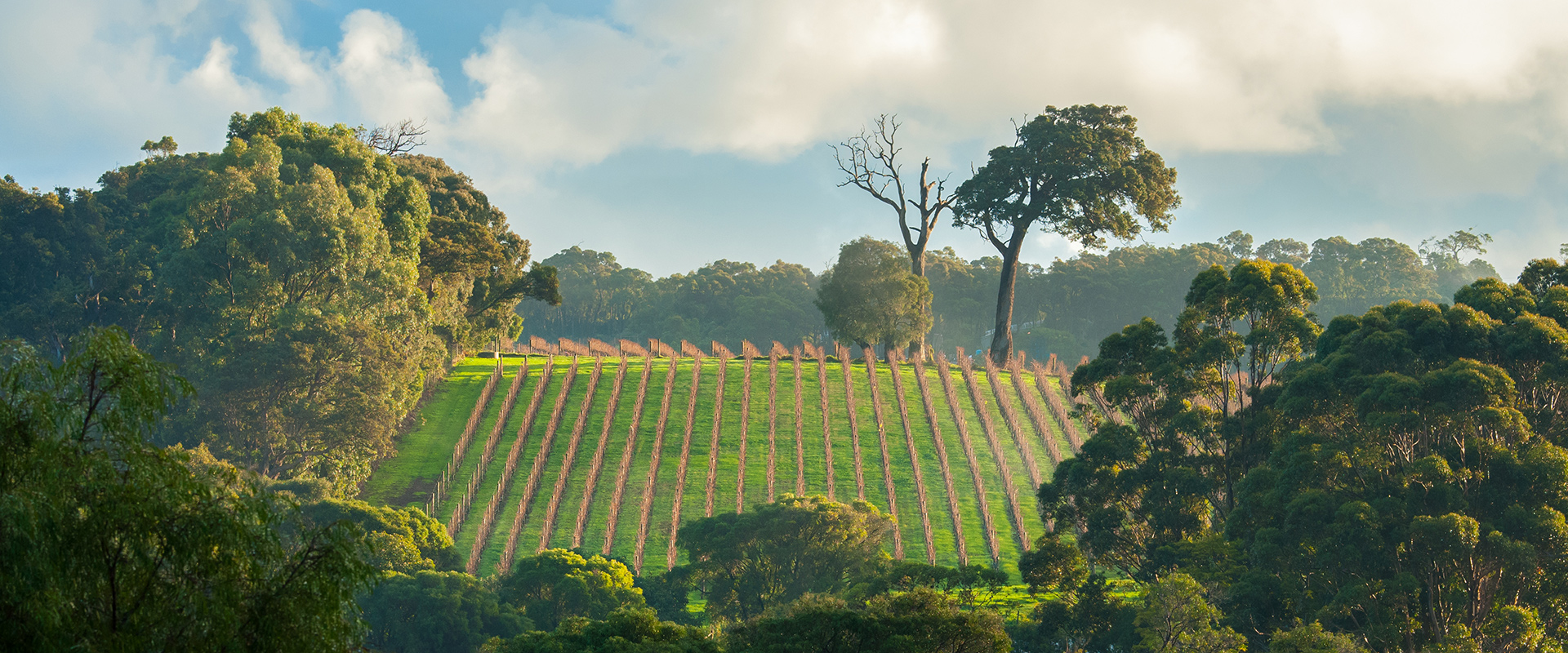 Margaret River winery fields on a hill