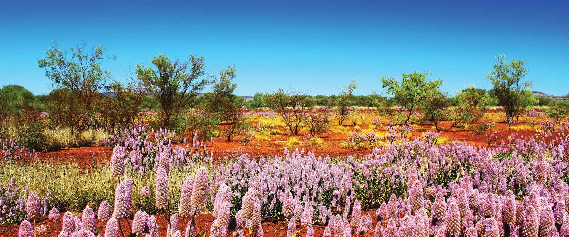 Field of pink wildflowers against a backdrop of red outback landscape